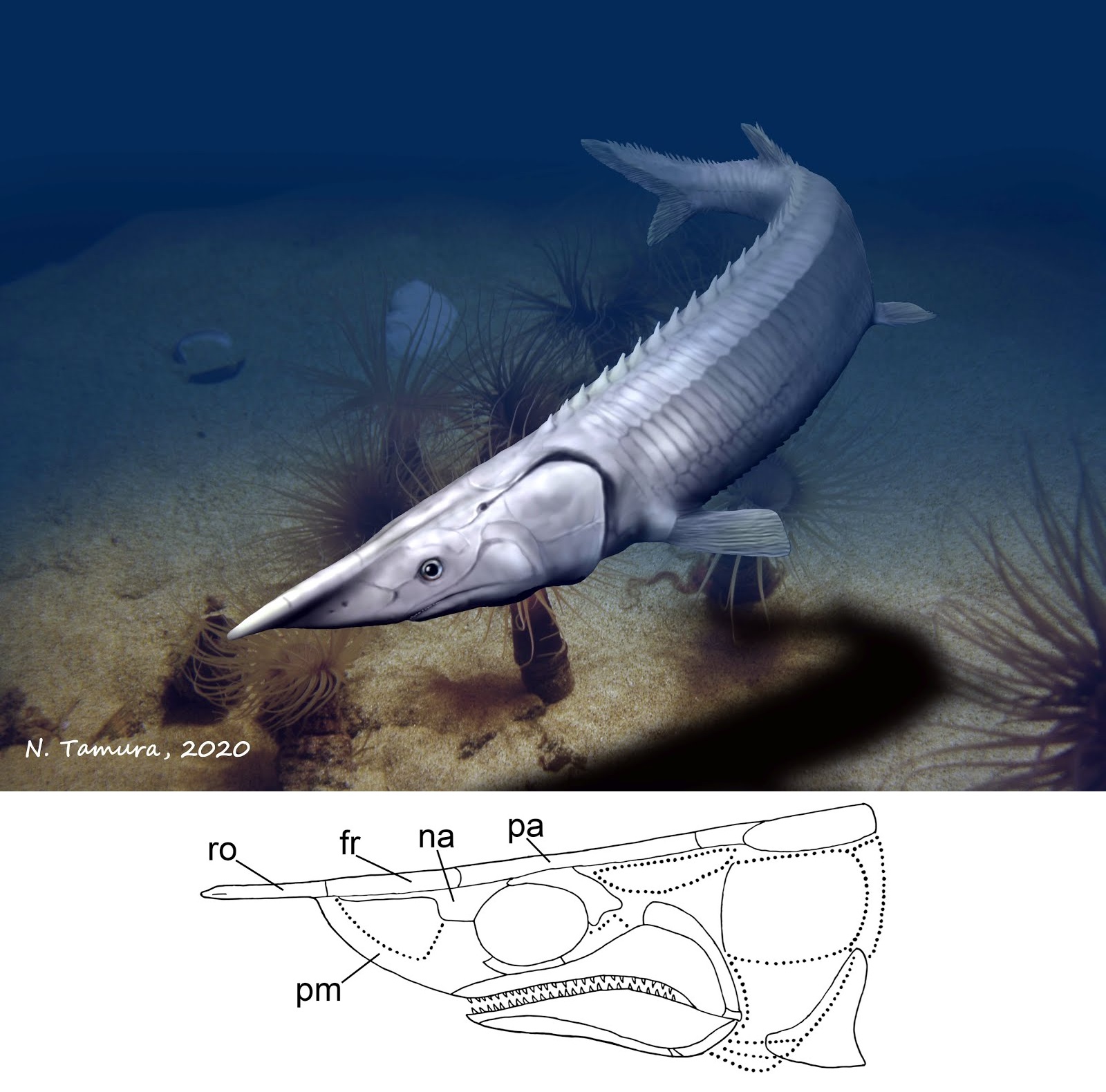 Tanyrhinichthys Prehistoric Wiki Fandom