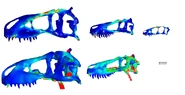 Comparison of 2D and 3D tyrannosaurid skulls: 2D being the top row and 3D being the bottom. The adult Tyrannosaurus USNM 555000, juvenile Tyrannosaurus (or Nanotyrannus) BMRP 2002.4.1 and the baby tyrannosaurid known as Raptorex; LH PV1.