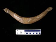 A Tyrannosaurus wishbone.