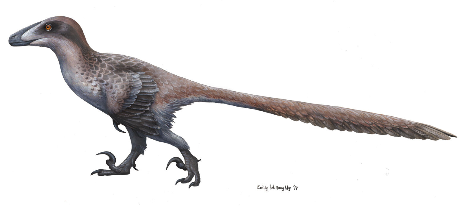 Deinonychus, Prehistoric Life Wiki