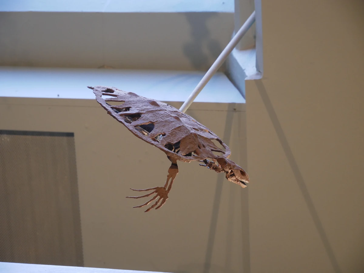 Toxochelys Prehistoric Wiki Fandom