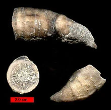 Grewingkia Prehistoric Wiki Fandom