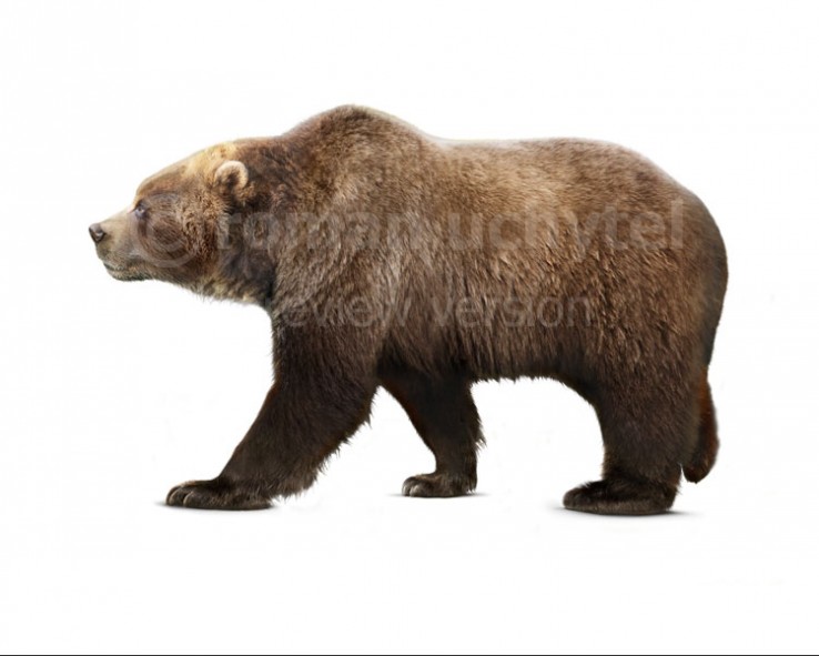 Kodiak bear - Wikipedia