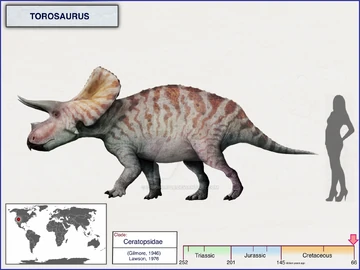 Cranio De Torossauro Triceratops Wikipedia