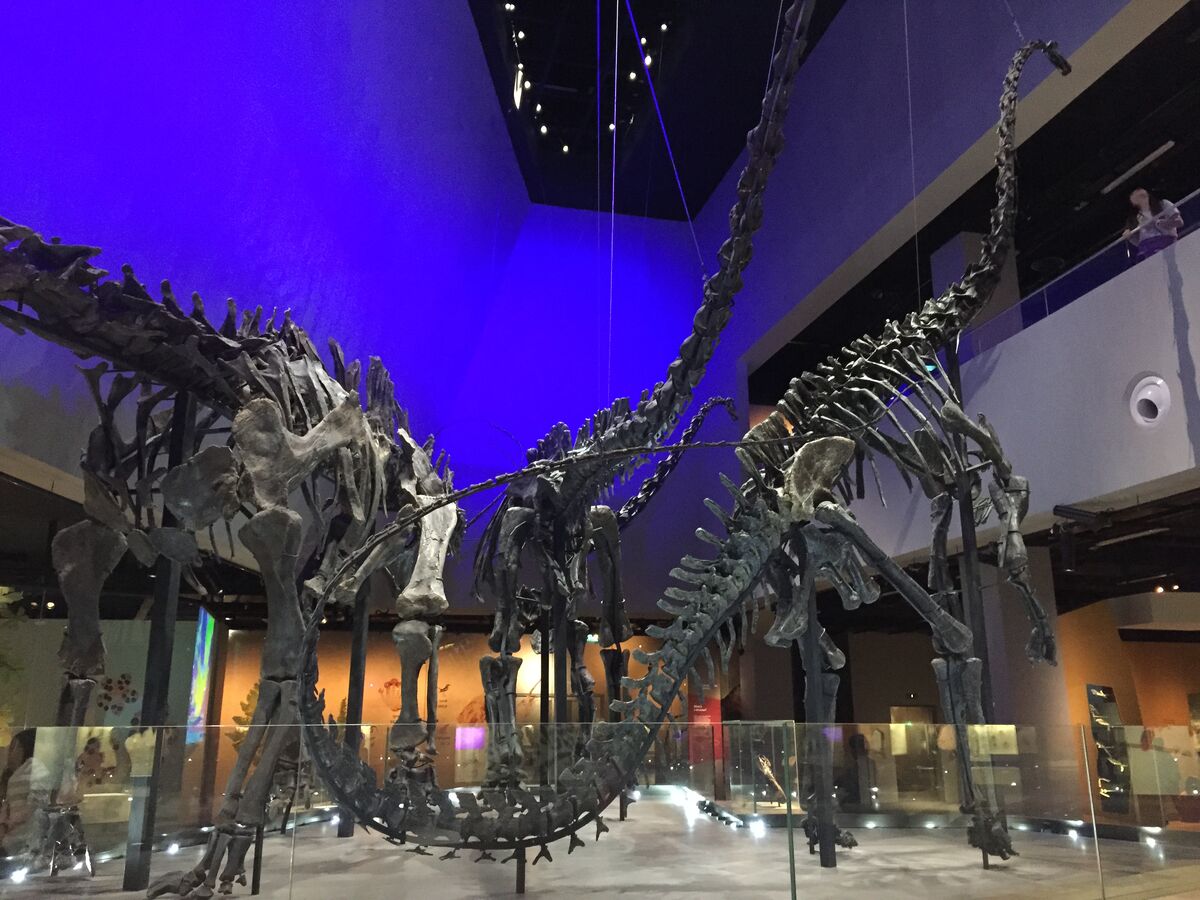 Barackosaurus | Prehistoric Wiki | Fandom