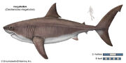 Megalodon-shark-epochs-Pliocene-Miocene
