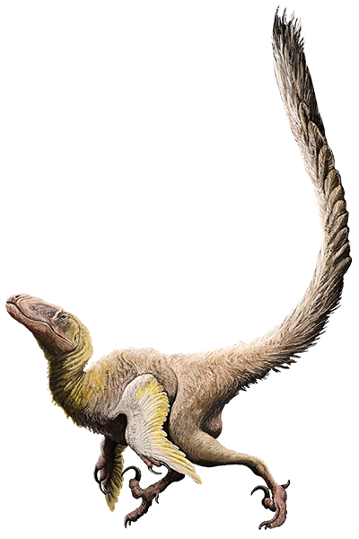 Deinonychus - Simple English Wikipedia, the free encyclopedia