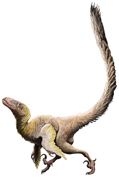 Deinonychus, Prehistoric Life Wiki