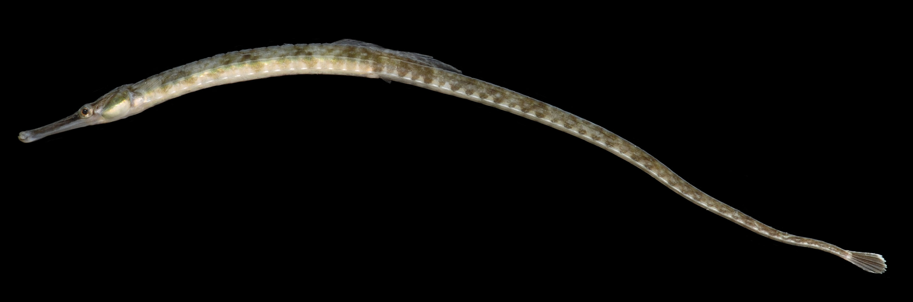 Figure 1 from Presence of the broad-nosed pipefish (Syngnathus