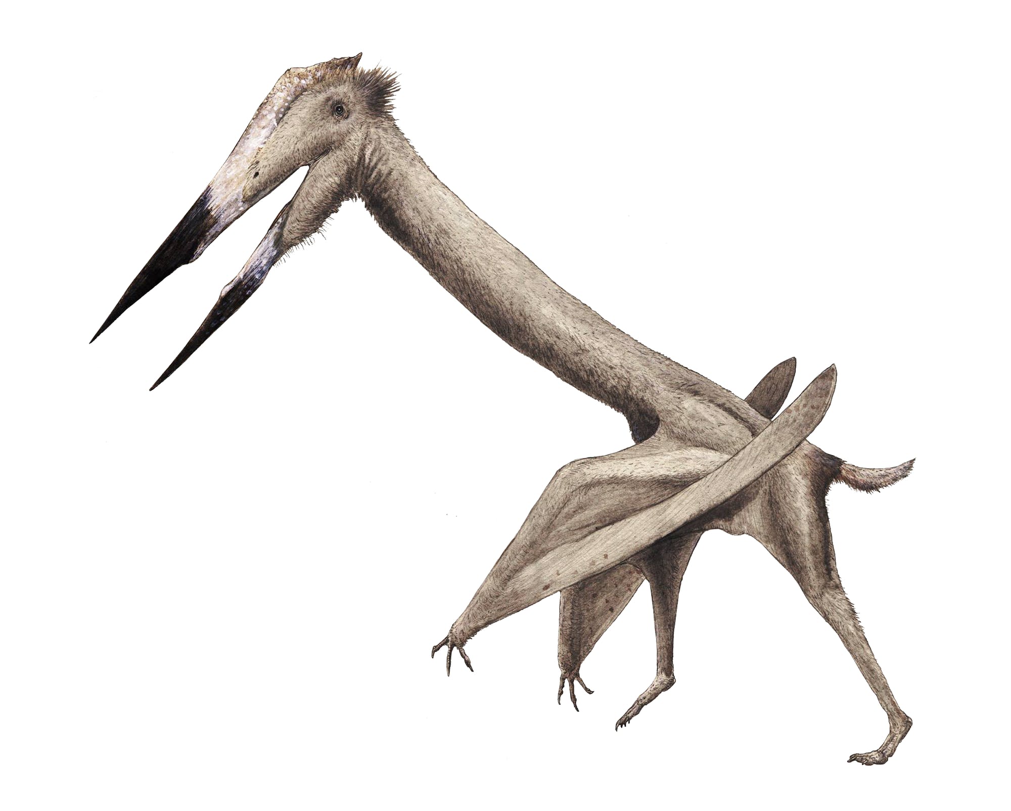 Pterosaurs - ScienceDirect