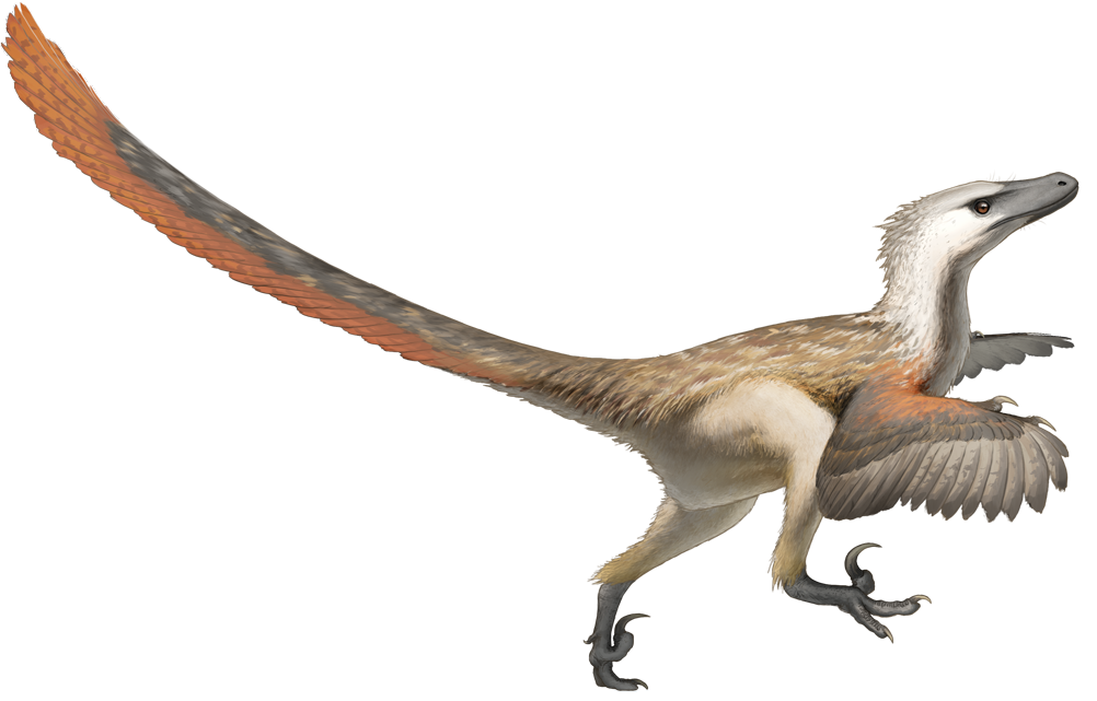 velociraptor mongoliensis
