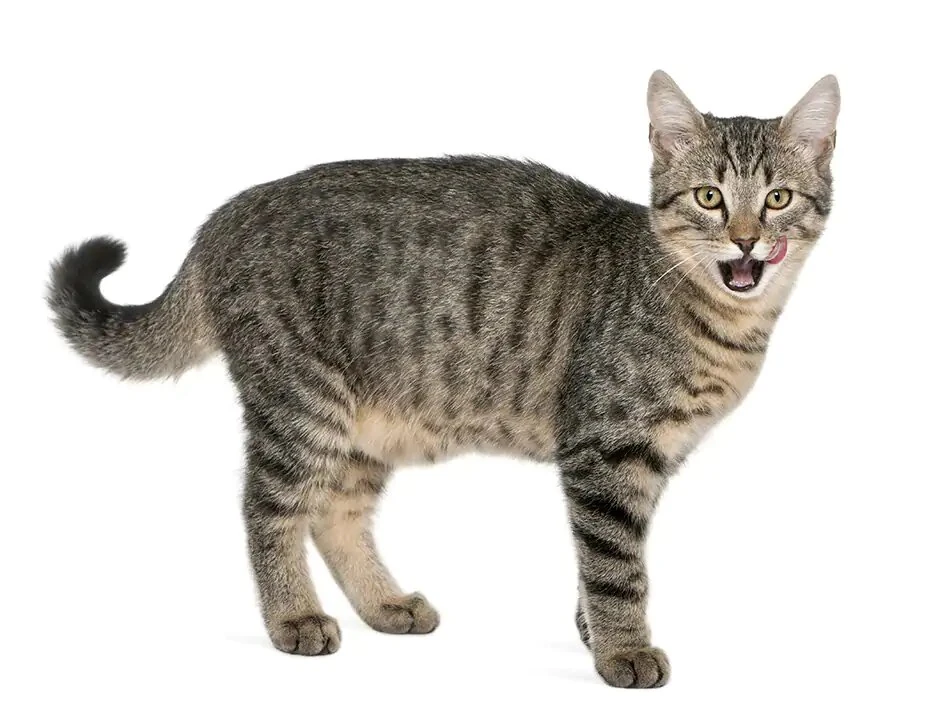 House cat Prehistoric Wiki Fandom