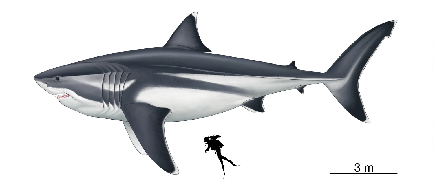 carcharodon megalodon maximum