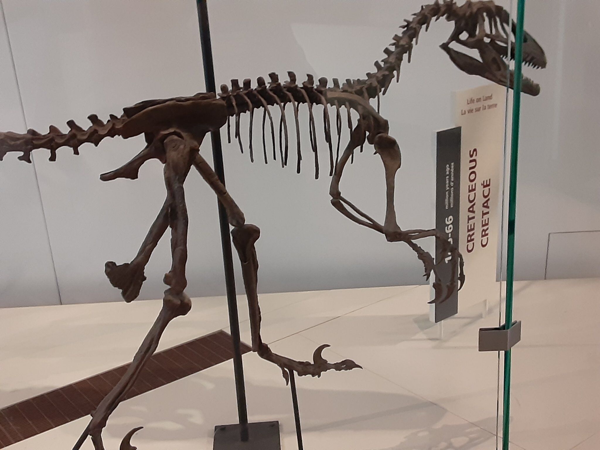 Deinonychus - Wikipedia