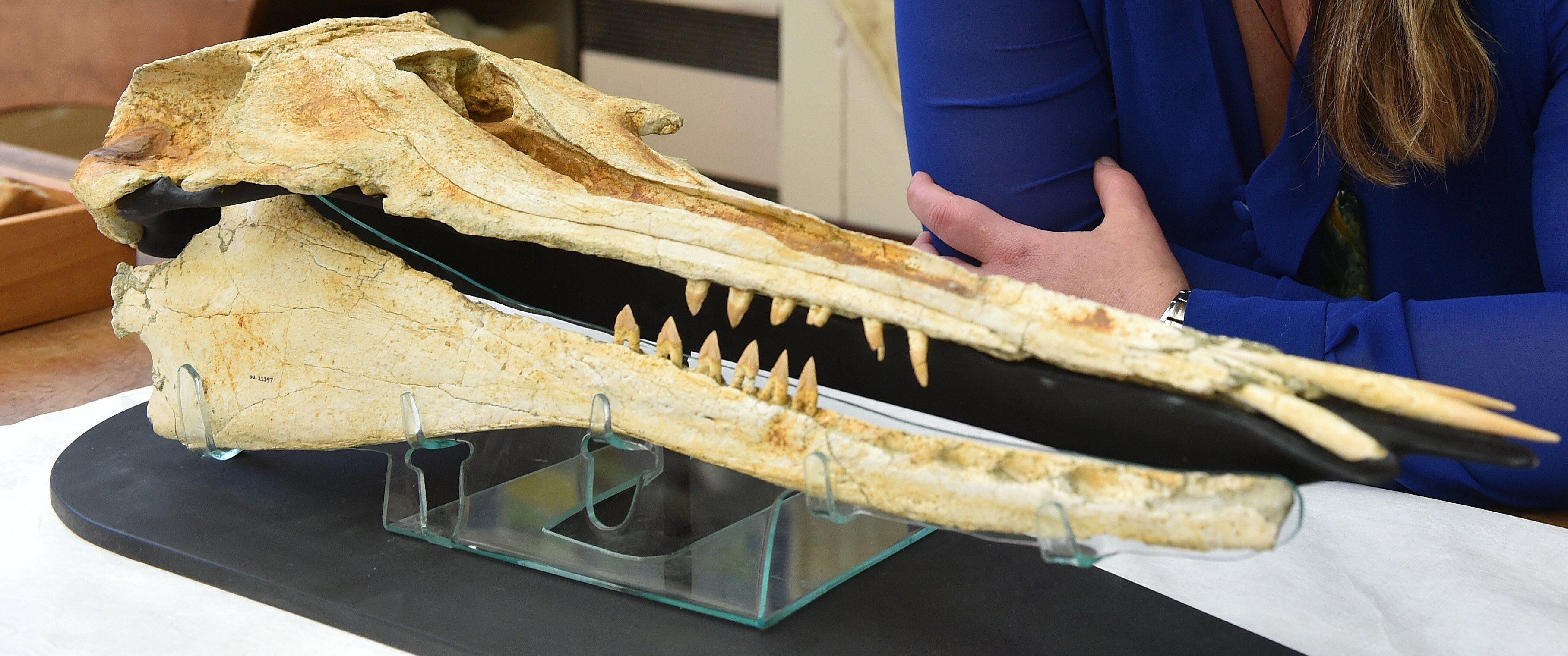 Dolphin With Tusklike Teeth, Nihohae Matakoi, Was a Unique Species