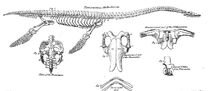 Conybeare Plesiosaur 1824