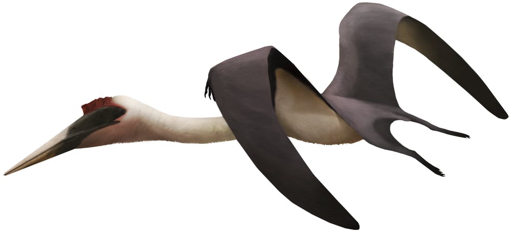 The evolution of depictions of Quetzalcoatlus, showing that the genus (and  azhdarchids in general) were pterosaurs that hunted on foot rather than  being aerial predators like most (though not all) predatory birds.