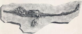 1280px-Plesiosaurus dolichodeirus