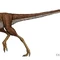 Compsognathus