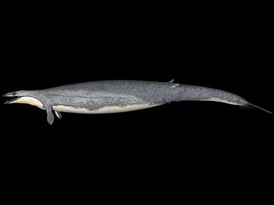 Basilosaurus