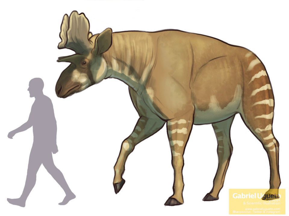 Sivatherium Prehistoric Wiki Fandom