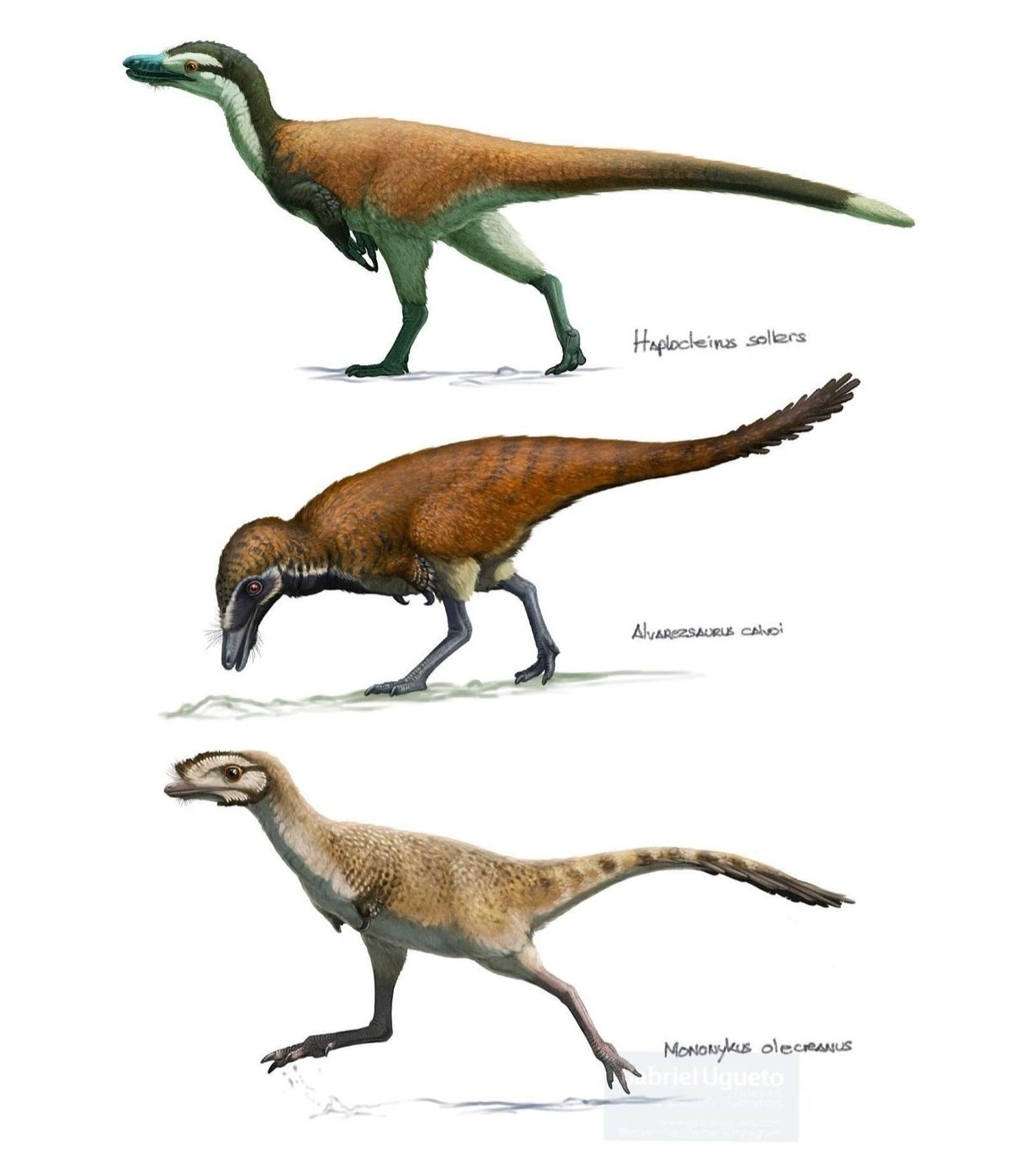 Alvarezsaurus Prehistoric Wiki Fandom
