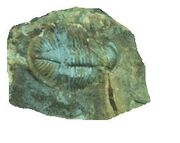 Trilobite 