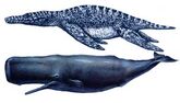 Liopleurodon2