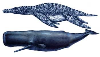 Liopleurodon2.jpg
