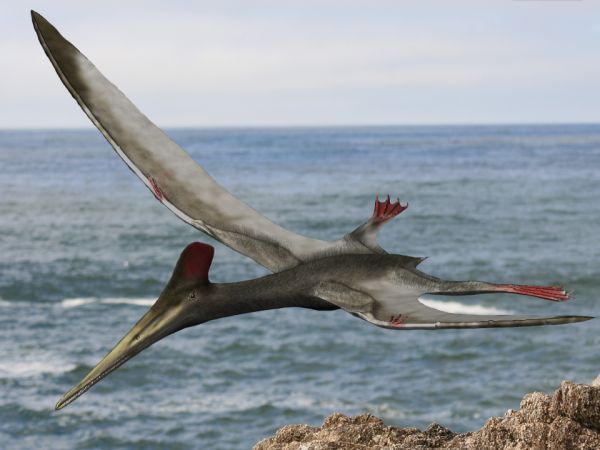 Pterodactyloidea, Paleontology Wiki