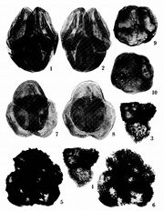 Miocene Palynomorphs of Taiwan