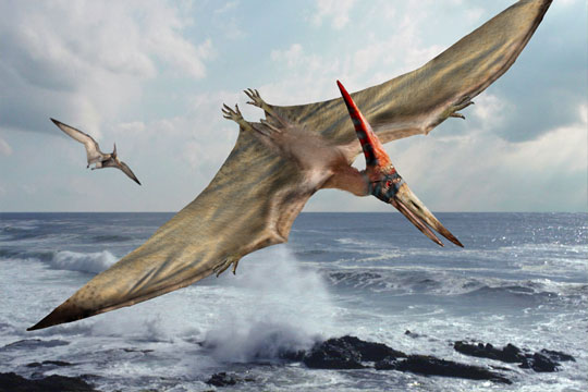 Pterodactyl Facts, Pictures & Information: Prehistoric Flying Reptile