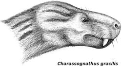 Charassognathus head.jpg