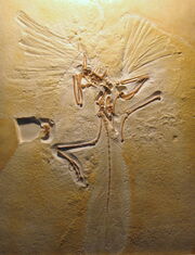 London archaeopteryx specimen