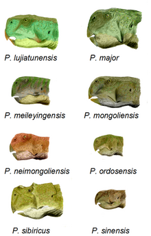 Psittacosaurus species heads