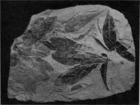 Glossopteris.jpg