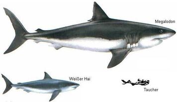 Megalodon Great White.jpg