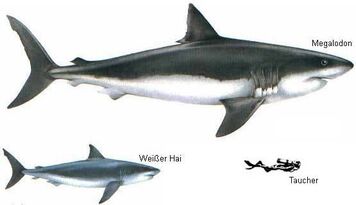 Megalodon Great White