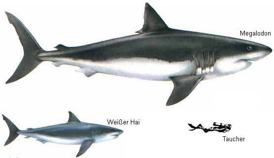 megalodon size comparison to great white