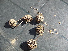 Metasequoia cones.jpg