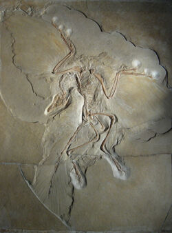 Berlin archaeopteryx