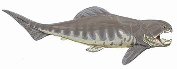 Dunkleosteus interm1DB