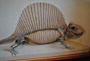 Dimetrodon milleri