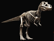 Tyrannosaurus rex skeleton by airt-d39cpb6