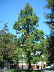 Dawn redwood