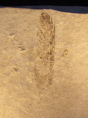 Archaeopteryx feather