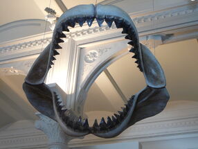 Megalodon shark jaws museum of natural history 068