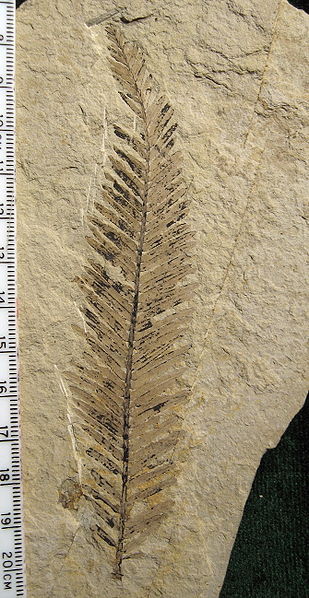 Metasequoia branchlet.jpg