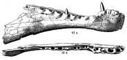 Spinosaurus holotype mandibles Stromer 1915