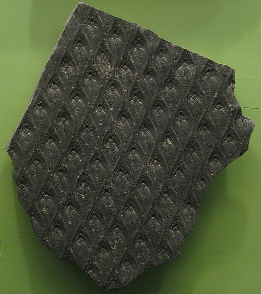 Lepidodendron bark.jpg